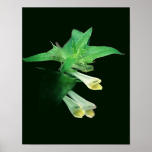 Affiche Fleur Sauvage Fantomatique de la Forêt Blanche en 