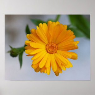 Affiche Fleur sauvage jaune de marguerite de Gerbera