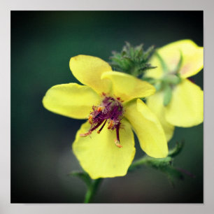 Affiche Fleur sauvage jaune délicat