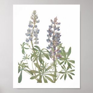 Affiche Fleur sauvage Lupine Sundial