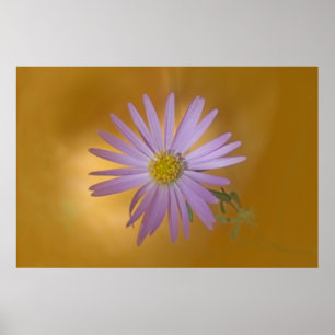 Affiche Fleur sauvage Mojave Aster