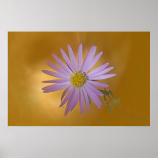 Affiche Fleur sauvage Mojave Aster