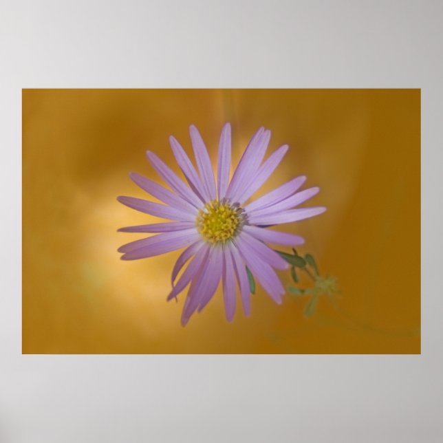 Affiche Fleur sauvage Mojave Aster (Devant)