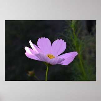 Affiche Fleur sauvage rose
