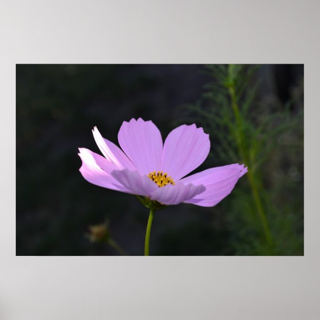 Affiche Fleur sauvage rose (Devant)