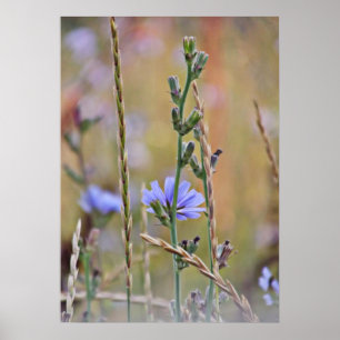 Affiche Fleur sauvage unique pourpre
