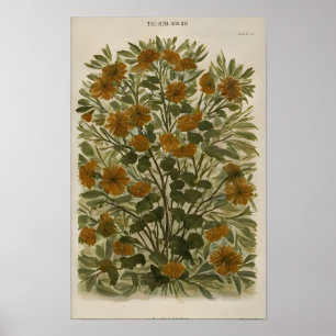 Affiche Fleur sauvage vintage sur papier vieilli - Rustiqu