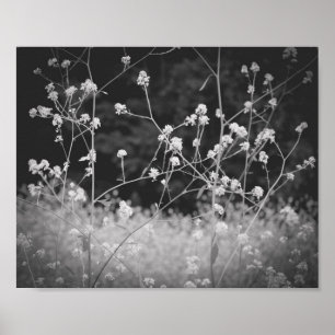 Affiche Fleur sauvage Whimsical noir et blanc