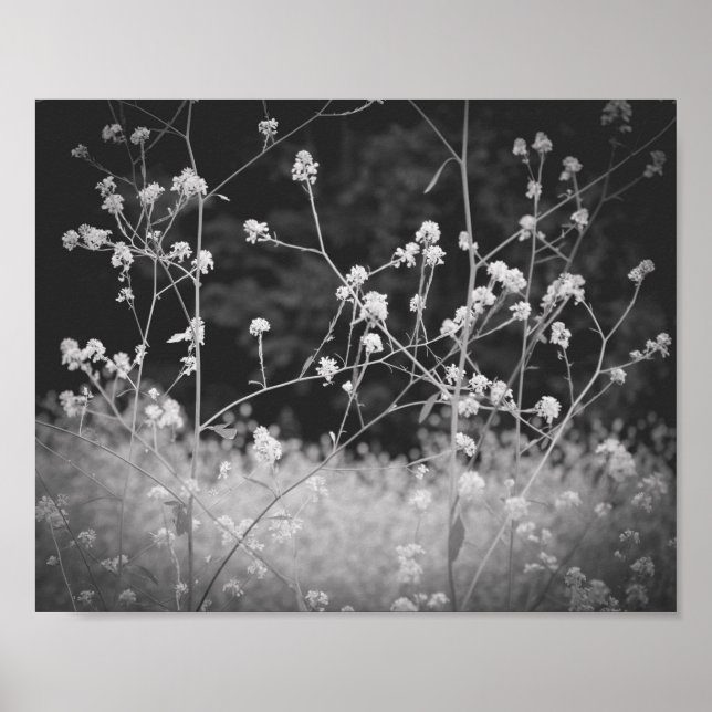 Affiche Fleur sauvage Whimsical noir et blanc (Devant)