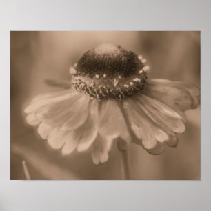 Affiche Fleur Soft Zinnia Daisy À Sepia