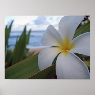 Affiche Fleur sur la plage