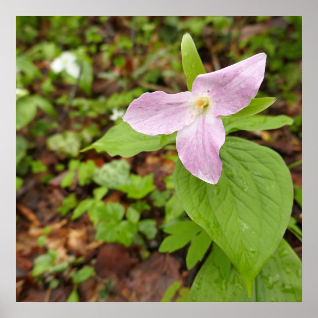 Affiche Fleur Trillium Rose (Devant)