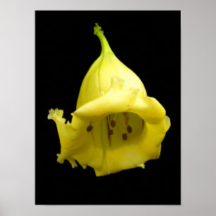Affiche Fleur tropicale jaune