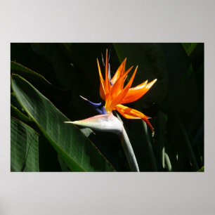 Affiche Fleur tropicale orange d'oiseau de paradis
