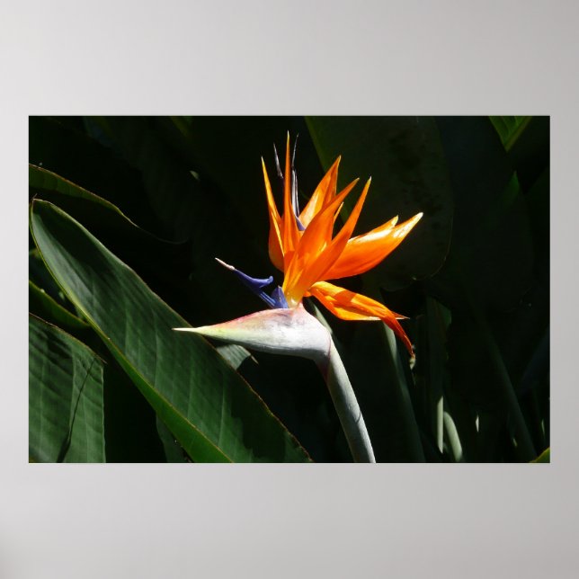 Affiche Fleur tropicale orange d'oiseau de paradis (Devant)