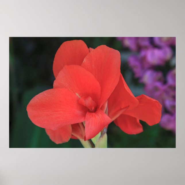 Affiche Fleur trouvée dans les jardins du D. Carlos I (Devant)
