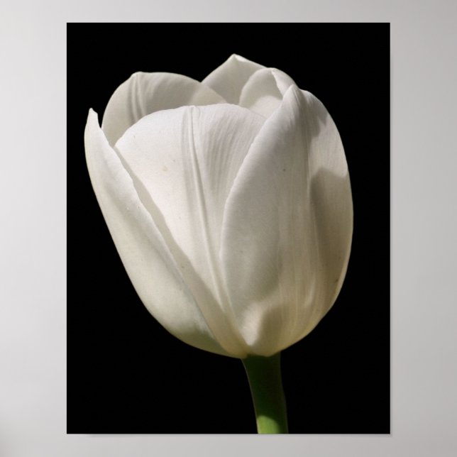 Affiche Fleur Tulipe Blanche Au Soleil (Devant)