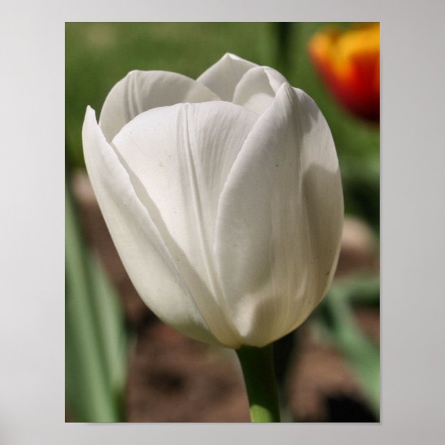 Affiche Fleur Tulipe Blanche Au Soleil (Devant)