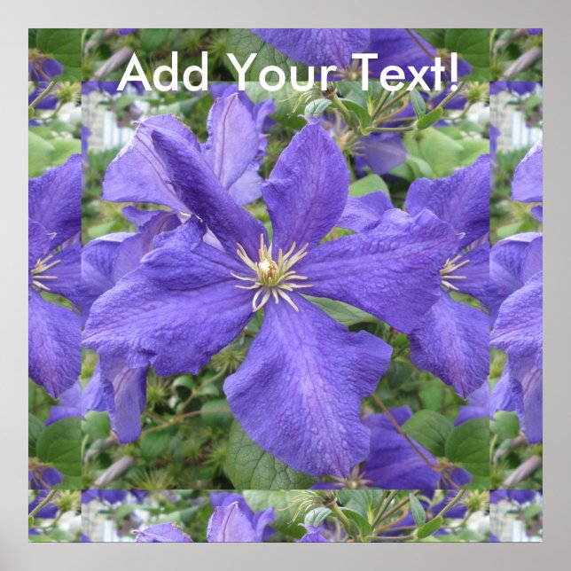 Affiche Fleur vert violet Clematis (Devant)