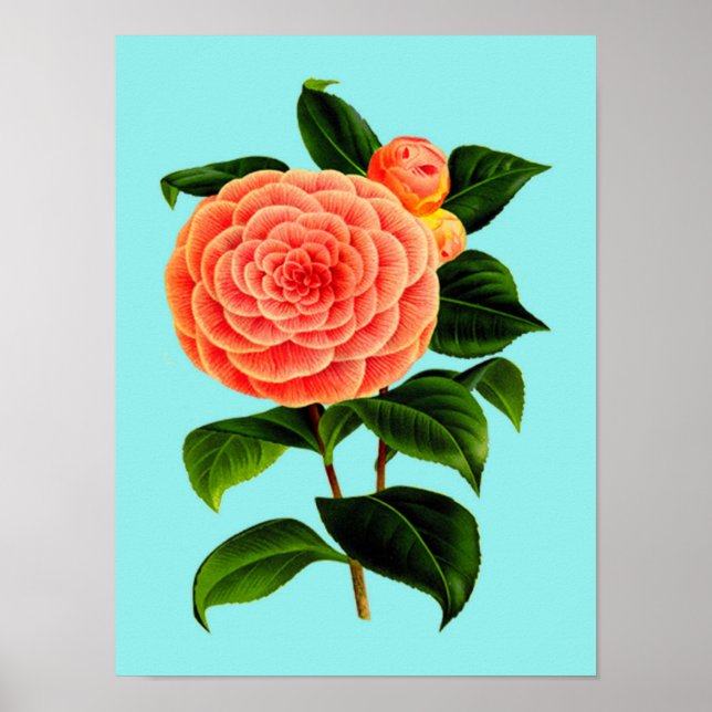 Affiche Fleur vintage de Camellia (Devant)