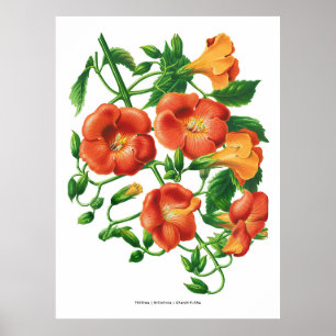 Affiche Fleur vintage de trompette orange