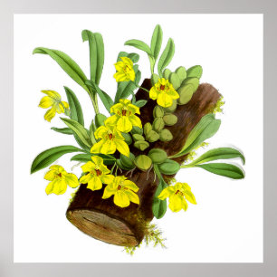 Affiche Fleur vintage d'orchidée jaune
