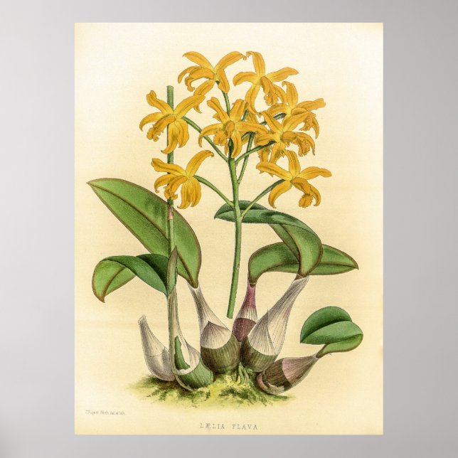 Affiche Fleur vintage d'orchidée laelia Flava (Devant)
