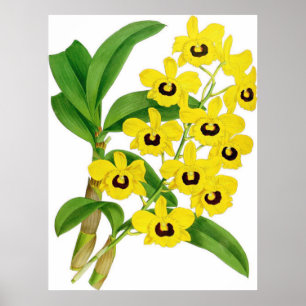 Affiche Fleur vintage d'orchidées Dendrobium suavissimum