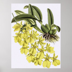 Affiche Fleur vintage ONCIDIUM CONCOULEUR Orchidée
