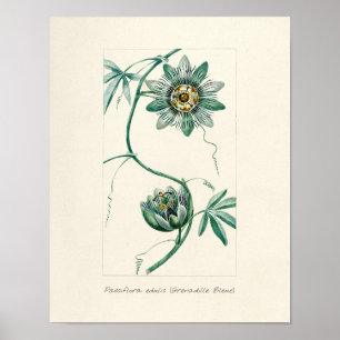Affiche Fleur vintage Passion