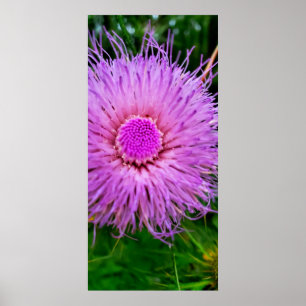 Affiche Fleur violet et rose