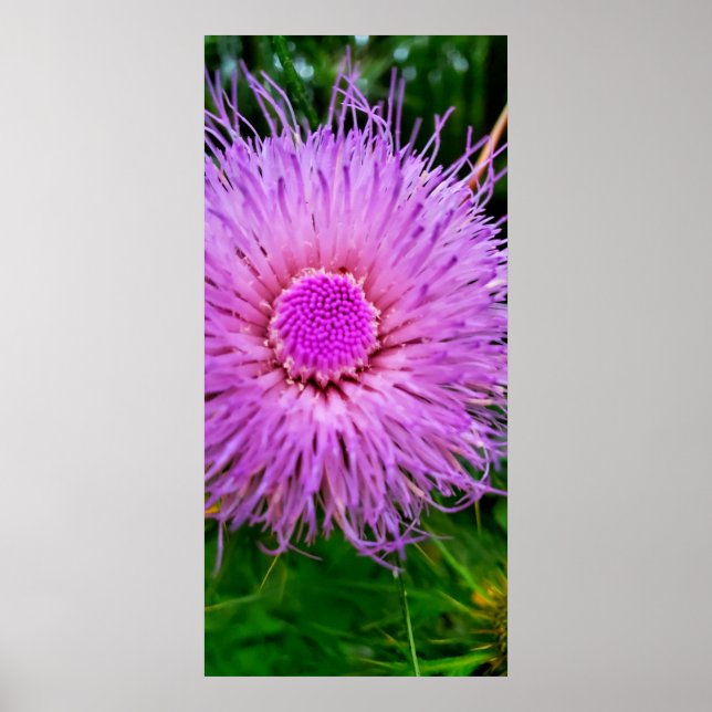 Affiche Fleur violet et rose (Devant)