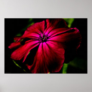 Affiche Fleur violet sauvage wapcn