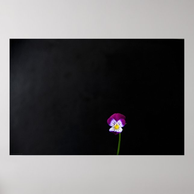 Affiche Fleur violet wapcn (Devant)