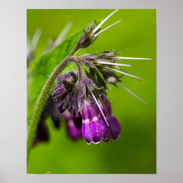 Affiche Fleur Violette (Devant)