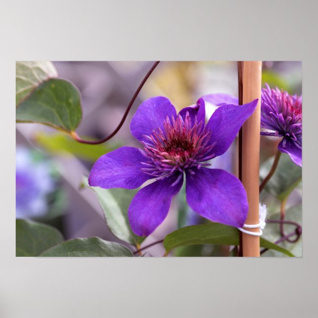 Affiche Fleur violette Clematis (Devant)