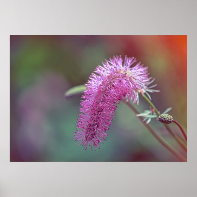 Affiche Fleur violette de prairie (Devant)