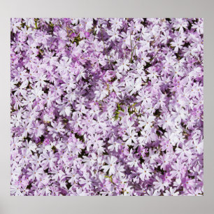 Affiche Fleur violette, fond de fraîcheur estivale.