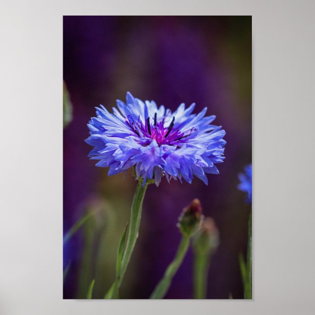 Affiche Fleur violette - Photographie de la fleur de macro (Devant)