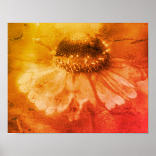 Affiche Fleur Zinnia Daisy Soft À Sepia Vintage