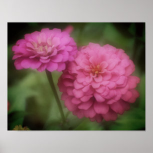 Affiche Fleur Zinnia Rose En Fleur