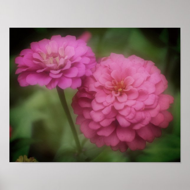 Affiche Fleur Zinnia Rose En Fleur (Devant)