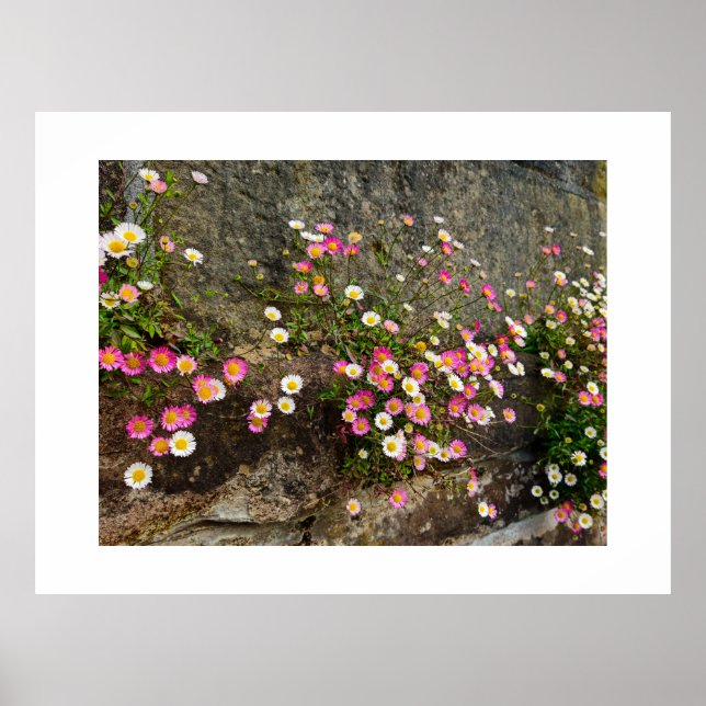 Affiche Fleurs  (Devant)