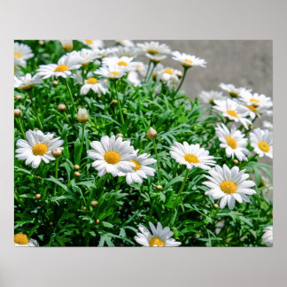 Affiche Fleurs