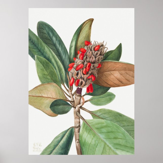 Affiche Fleurs 2 (Devant)