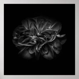 Affiche Fleurs 67 BW