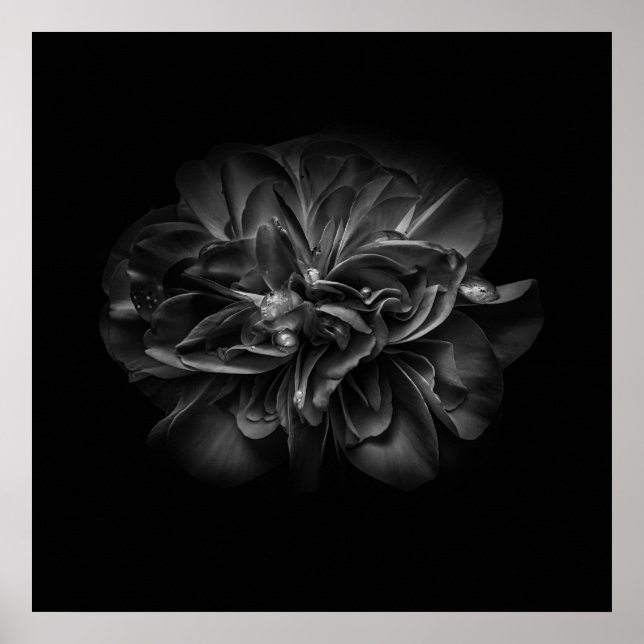 Affiche Fleurs 67 BW (Devant)