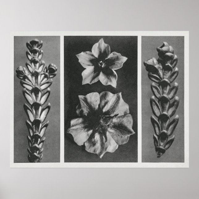 Affiche Fleurs agrandies (Devant)