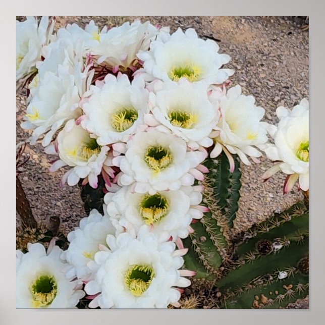 Affiche Fleurs argentines du Saguaro (Devant)
