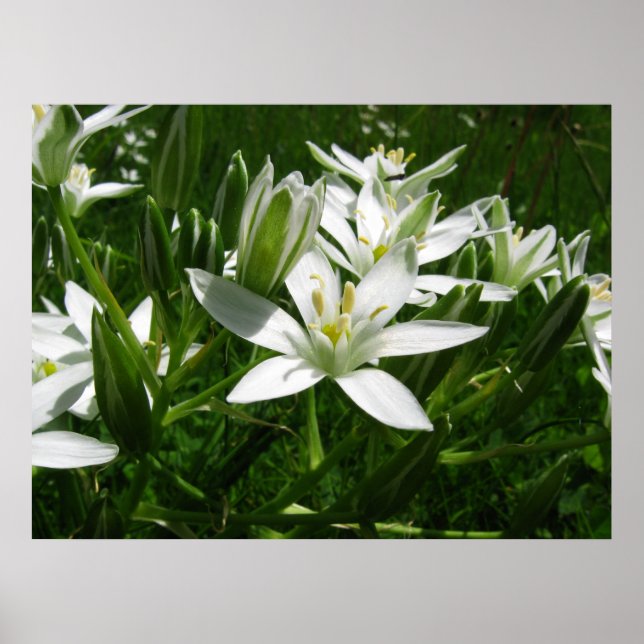 Affiche fleurs blanches (Devant)